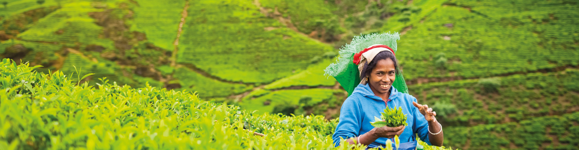 Lady in Rice field