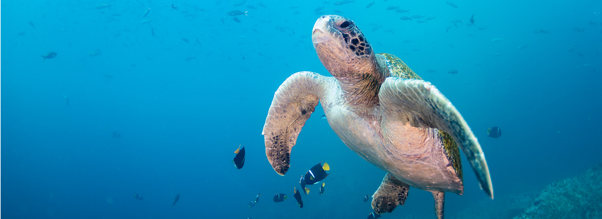 Turtle in the Ocean