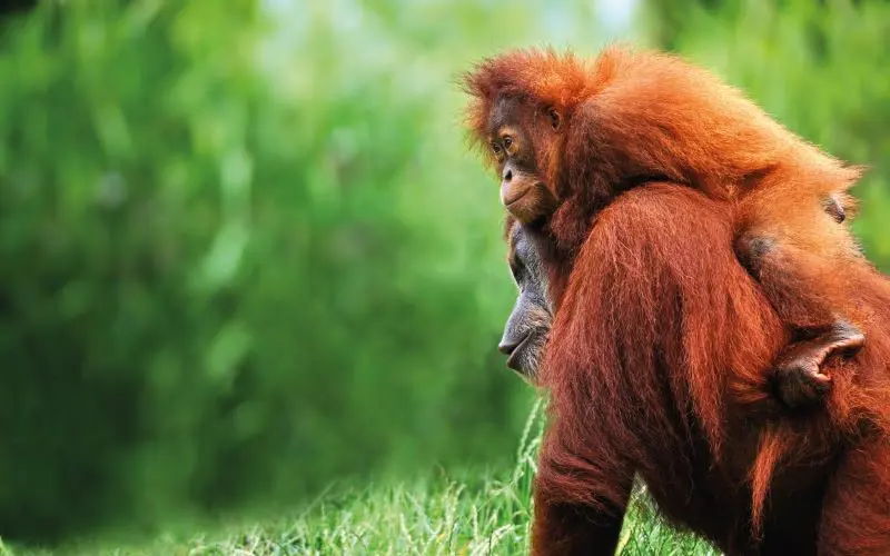 Adventures In Far East RF Borneo Orangutans Gettyimages 804142512 800X500