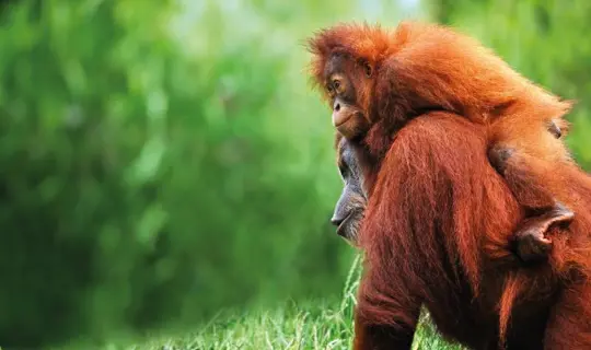 Adventures In Far East RF Borneo Orangutans Gettyimages 804142512 800X500
