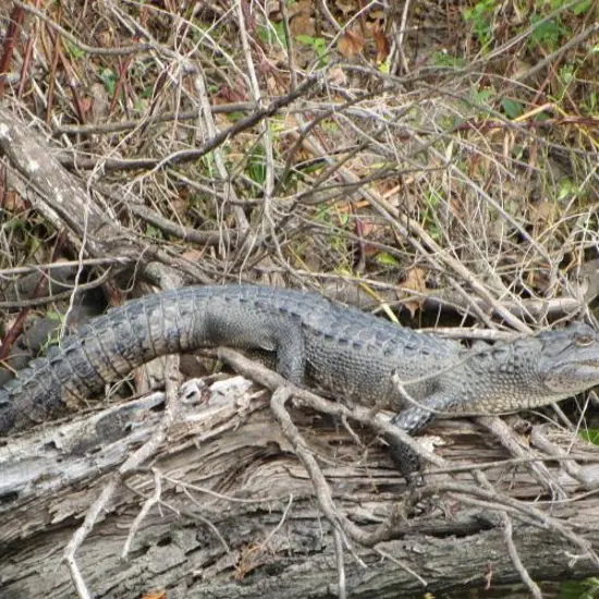 Aligator New Orleans.jpg