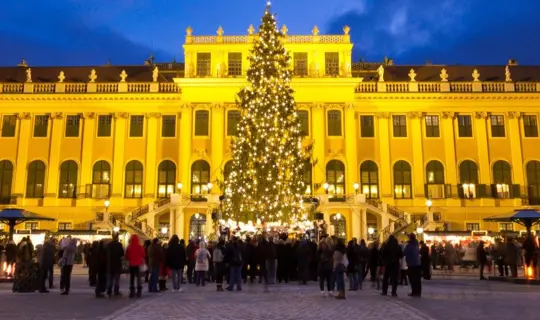 christmas tree in Vienna