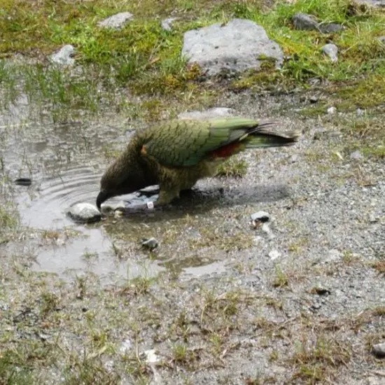 Kea New Zealand.jpg