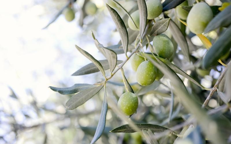 sesm_olives_800x500.jpg