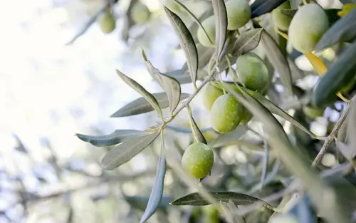 sesm_olives_800x500.jpg